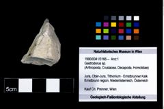 Foto (Objekt + Etikett) von Gastrodorus sp.  (NHMW-GEO-1990-0041-3166)